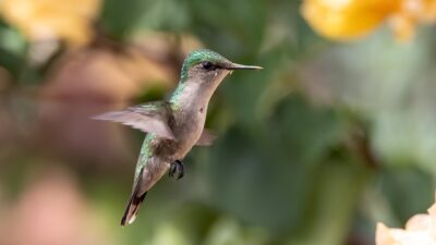 bird, ornithology, hummingbird, green hummingbird, pollination, species, fauna, avian, animal, nature, wildlife